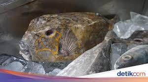 Mcm2 benda yg nak dicari dlm hidup ni tp belum tentu semua dpt dicapai.silap2 satu pun tak dpt dicapai.yg paling penting adlh perancangan & tindakan utk. Kudu Kudu Si Ikan Khas Makassar Yang Seram Tapi Berdaging Lembut