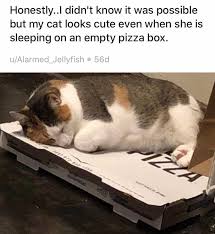 Keep being awesome and posting cats on pizza. Photos Of Cats And The Pizza Boxes They Ve Befriended