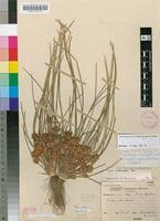 Image result for Schoenoplectiella roylei