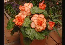 Begonia Picotee Sunburst Annual Flowers Flower Seeds Begonia