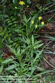 Image result for Senecio madagascariensis