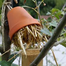 Ohrwurmer Nutzlinge Oder Schadlinge Ohrenkneifer Ohrwurm Schadlinge