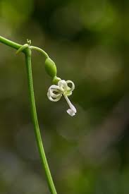 Image result for Cayaponia