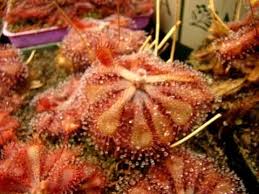 Image result for Drosera natalensis