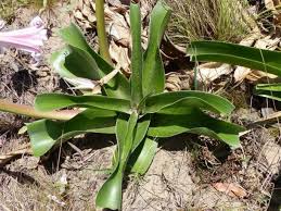 Image result for Crinum stuhlmannii
