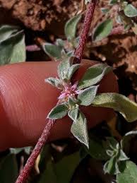 Image result for Aizoon schellenbergii