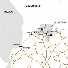 Image result for Erianthemum schelei