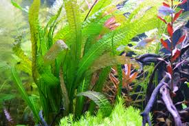 Image result for Aponogeton desertorum