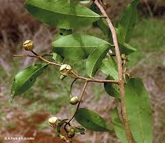 Image result for Uvaria laurentii