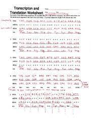 Transcription and translation take the information in dna and use it to produce proteins. Transcription And Translation Worksheet Key Kidz Activities Awesome Transcription And Translation Transcription And Translation Biology Worksheet Worksheets