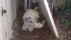 I would also spay her asap. Found Kittens Outside In The Backyard Now What Youtube