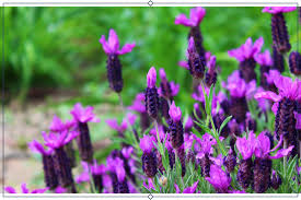 We did not find results for: 12 Types Of Lavender Growing Info Proflowers Blog