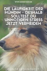 Große und unterernährte hündinnen oder solche, die eine krankheit durchgemacht haben, werden meist später läufig als kleinere und vollständig gesunde. Die Laufigkeit Der Hundin Die Wichtigsten Fakten Doggyzon Laufigkeit Hundegesundheit Hundin