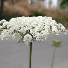  Coco Xin Genxbaby On Pinterest