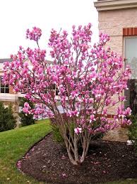 Image result for Magnolia × soulangiana