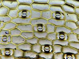 A candidate in order to study the importance of certain factors in photosynthesis took 3. How Guard Cells Function Biological Strategy Asknature