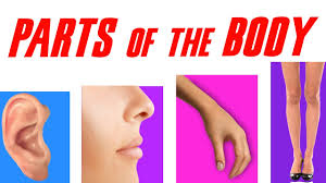 Your body is made up of hundreds of different parts. Parts Of The Body Preschool Education In Tamil Kids Learning In Tamil Youtube