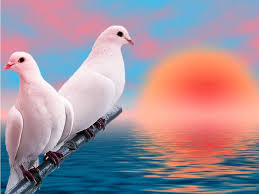 Download 15 gambar burung untuk diwarnai mewarnai gambar. Gambar Burung Merpati Bertengger Love Birds Hd Wallpapers For Mobile 1025x768 Wallpaper Teahub Io