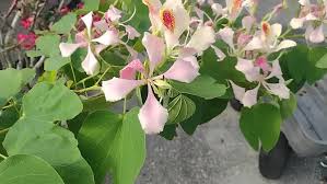 Image result for Bauhinia monandra