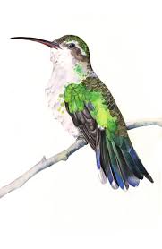 Louise De Masi On Twitter Watercolor Bird Wildlife Prints Bird Watercolor Print