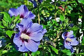 The 'bluebird' offers a most unusual. Bluebird Rose Of Sharon Vibrant Violet Blue Single Blossoms With Dram Pixies Gardens