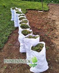 Rumput gajah mini hijau (biasa) dan putih (varigata) 2. Jual Rumput Gajah Mini 2019 Harga Termurah Di Jakarta Tanggerang