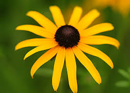 What perennial flowers bloom the longest? Six Long Blooming Perennials English Gardens