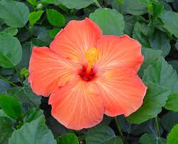 Image result for Hibiscus platycalyx
