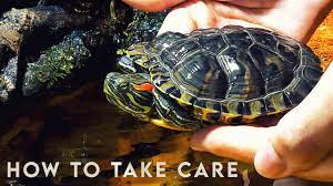 How To Take Care Of A Turtle? 🐢 Red Eared Slider - Youtube