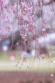 Sakura 6 Cherry Blossom Japan Flower Photos Japanese Cherry Tree