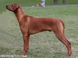 Image result for rhodéský ridgeback
