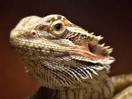 200 Bearded Dragon Names The Only List You Ll Need