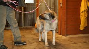 Wir, alleinerziehende mit 3 kids, festem job, schönem zuhause, sucht das letzte kind. Tierheim Leverkusen Diese Hunde Suchen Ein Zuhause