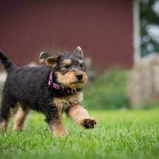 Airedale terriers in large to extra large sizes from working lineages located in northern wyoming at 75 miles from yellowstone national park rare red airedales (less than 650 worldwide) as well as blacks and traditional black & tans. 4 Things To Know About Airedale Terrier Puppies Greenfield Puppies