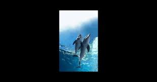 Or, l'hôpital clearwater ne peut garder l'animal seul, selon ses réglementations quant aux comportements sociaux de ses protégés. L Incroyable Histoire De Winter Le Dauphin 2 2014 Un Film De Charles Martin Smith Premiere Fr News Date De Sortie Critique Bande Annonce Vo Vf Vost Streaming Legal