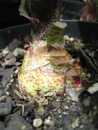 Image result for Scadoxus membranaceus