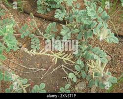 Image result for Indigofera daleoides