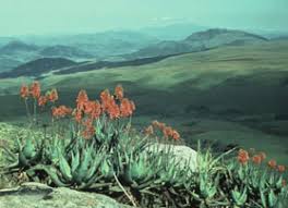 Image result for Chamaeclitandra henriquesiana