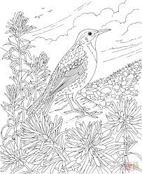 Flower And Bird Coloring Pages Bird Coloring Pages Flower Coloring Pages Coloring Pages