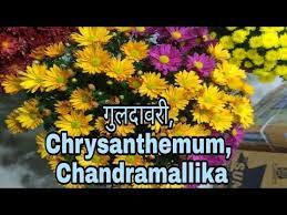 Chrysanthemum Flower And It S Care Youtube Chrysanthemum Flower Chrysanthemum Planting Flowers