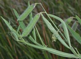 Image result for Lathyrus hirsutus