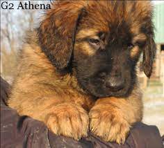 Windswept Farm Leonbergers Leonberger Breeder In Indiana Leonberger Puppy Leonberger Dog Leonberger