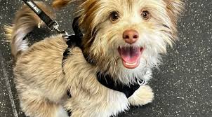 WHAT DO YOU FEED YOUR DOG?