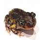 Frogs and Toads of the Southern Nature Coast and event image