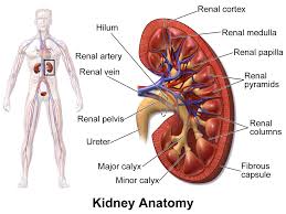 Name the blood vessel labeled 'a'. Renal Hilum Wikipedia