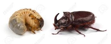 Rhino beetles reach 60 millimetres in length. Closeup Shot Of Larva Of A Rhinoceros Beetle Oryctes Nasicornis And Male Rhinoceros Beetle Oryctes Nasicornis Isolated On A White Background High Resolution Photo Full Depth Of Field Stock Photo Picture And
