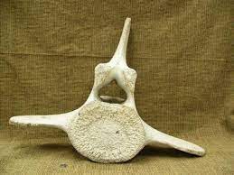 Carved whale vertebrae inuit beach found alaska native americans art. 29 Whale Vertebrae 3