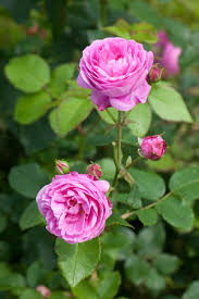 Image result for rosa