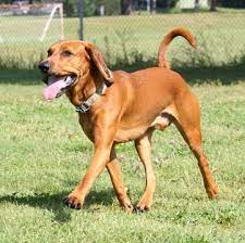 We have outstanding red coon hounds with excelent bloodlines, conformation, personality and the houndy look everyone loves. Redbone Coonhound Puppies For Sale Adoptapet Com