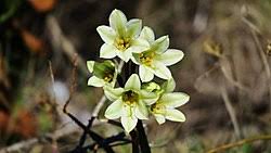 Image result for Cyrtanthus rhodesianus